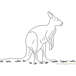 Kangaroo Free Coloring Page for Kids