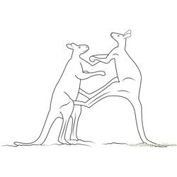 Red Kangaroo Adult Males Fighting Free Coloring Page for Kids