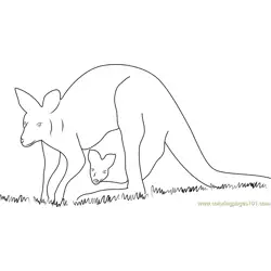 Western Grey Kangaroo Free Coloring Page for Kids