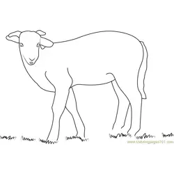 Lamb Look Free Coloring Page for Kids