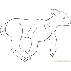 Lamb Running Free Coloring Page for Kids