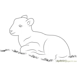 Lamb Sitting in Grass Free Coloring Page for Kids