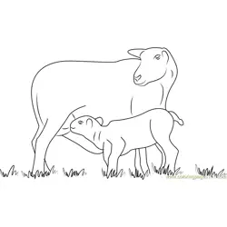 Lamb Suckling From Its Mother Free Coloring Page for Kids