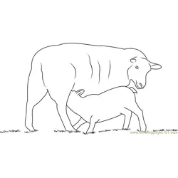 Lambs Feeding Free Coloring Page for Kids
