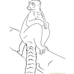 Ring Tailed Lemur Sit Up Free Coloring Page for Kids