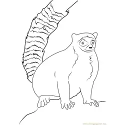 Ring Tailed Lemur Sitting on Rock Free Coloring Page for Kids