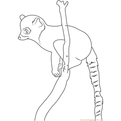 Ring Tailed Lemur the Youngest Free Coloring Page for Kids