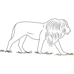 African Lion Free Coloring Page for Kids