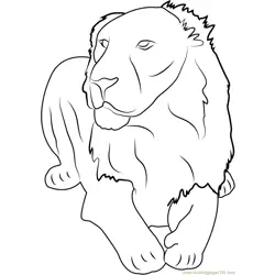 Asiatic Lion Gir Forest India Free Coloring Page for Kids