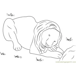 White Lion Free Coloring Page for Kids