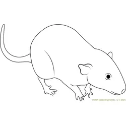 White Mouse Free Coloring Page for Kids