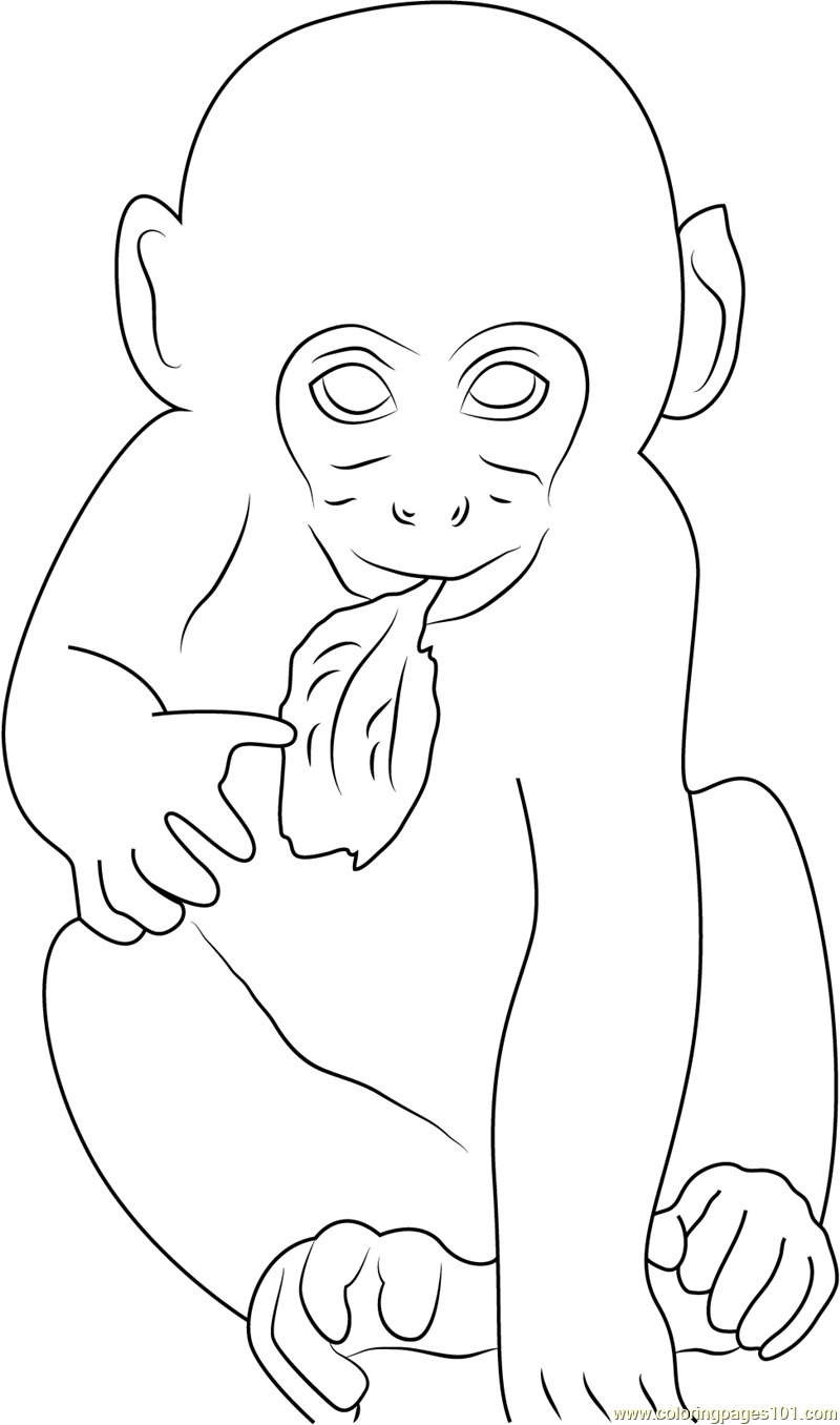 Baby Monkey Eating Leaf Coloring Page for Kids Free