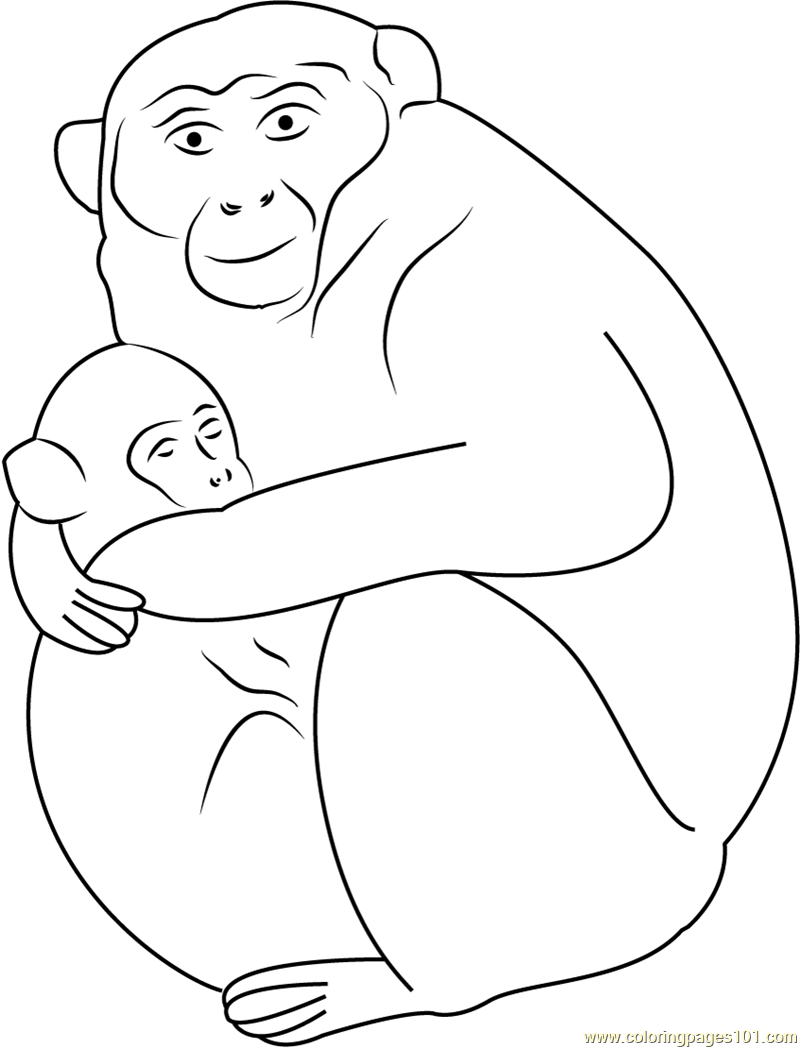 Baby Monkey Sleeping with Mother