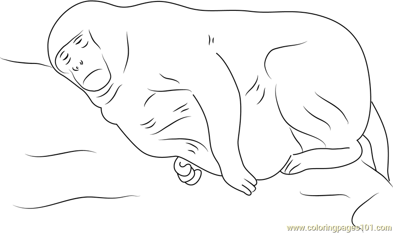 Fat Monkey Sleeping