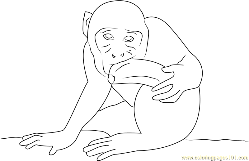 Monkey Eating Banana and Look Coloring Page for Kids - Free Monkey