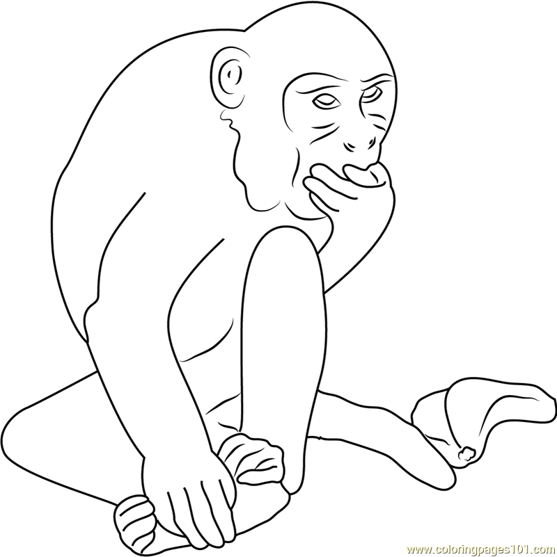 Monkey Eating Up Look Coloring Page for Kids Free Monkey