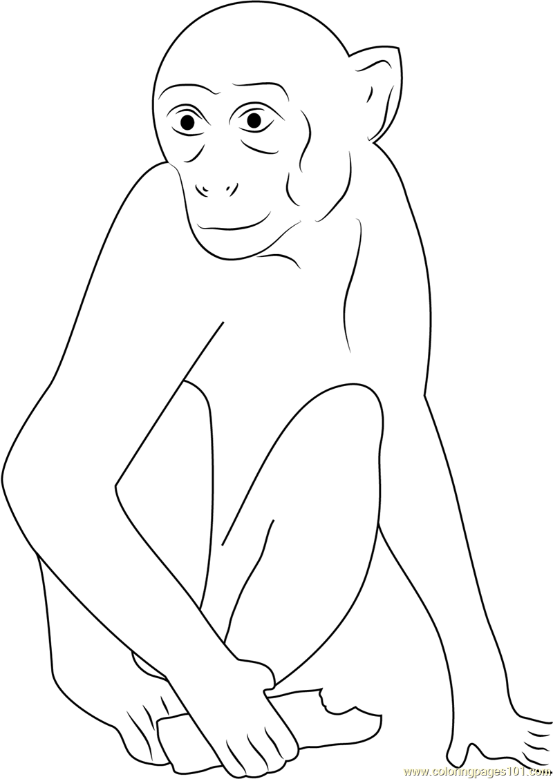 Monkey Having Chocolate