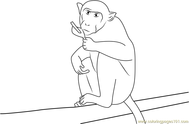 Nervous Monkey