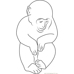 Animals Sleeping Monkey Free Coloring Page for Kids