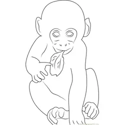 Baby Monkey Eating Leaf Free Coloring Page for Kids