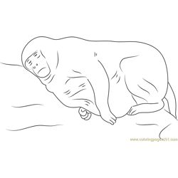 Fat Monkey Sleeping Free Coloring Page for Kids