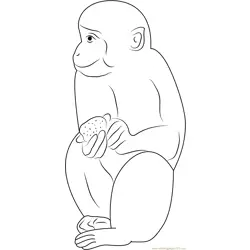 Indian Monkey Free Coloring Page for Kids