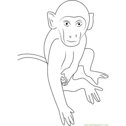 Monkey Close Up Free Coloring Page for Kids