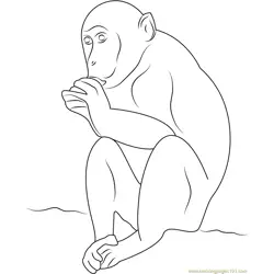 Monkey Don Free Coloring Page for Kids