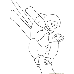 Monkey Drink Coke Free Coloring Page for Kids