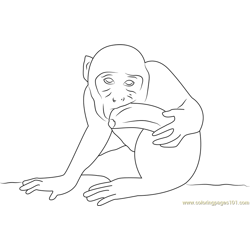 Monkey Eating Banana and Look Free Coloring Page for Kids