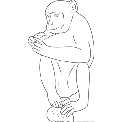 Monkey Eating Roti Free Coloring Page for Kids
