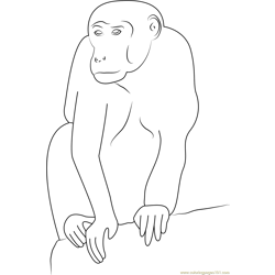 Monkey Looking Something Free Coloring Page for Kids