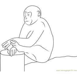 Monkey Sleeping On Rock Free Coloring Page for Kids