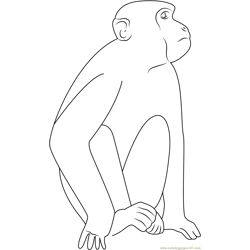 Monkey Stop Free Coloring Page for Kids