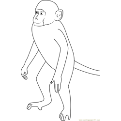 Monkey Up Look Free Coloring Page for Kids