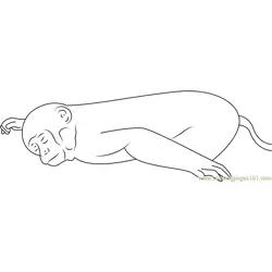 Sleeping Monkey Don Free Coloring Page for Kids