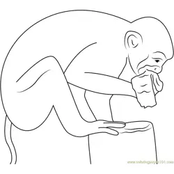 Squirrel Monkey Eating Banana Free Coloring Page for Kids
