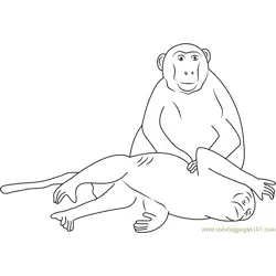 Two Monkey Free Coloring Page for Kids
