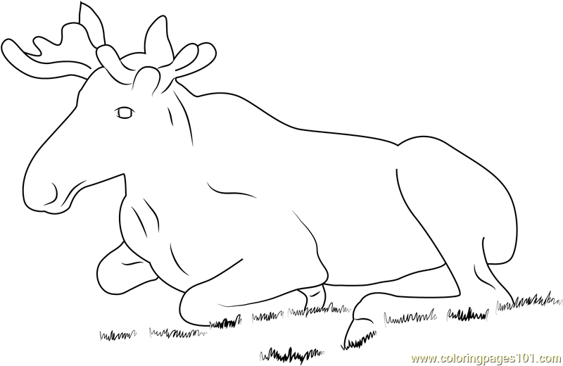 Moose Sitting in Grass