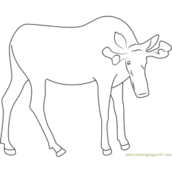 Bull Moose Free Coloring Page for Kids