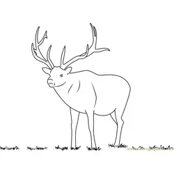 Moose At Look Free Coloring Page for Kids