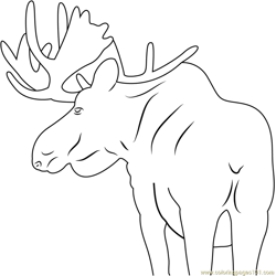 Moose Back Look Free Coloring Page for Kids