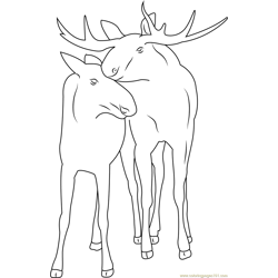 Moose Couple Free Coloring Page for Kids
