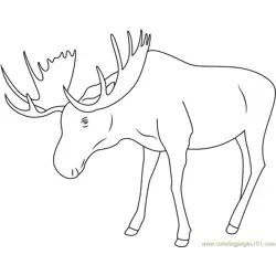 Moose Looking Down Free Coloring Page for Kids