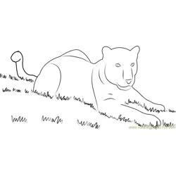 Panthaer in Grass Free Coloring Page for Kids