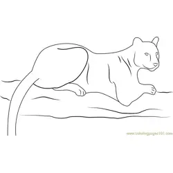 Panther at Look Free Coloring Page for Kids