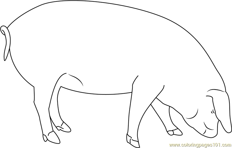 Pig Smelling Coloring Page for Kids - Free Pig Printable Coloring Pages