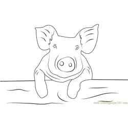 Baby Pig Free Coloring Page for Kids