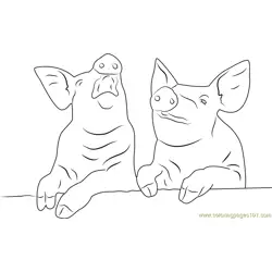 Laughing Pigs Free Coloring Page for Kids