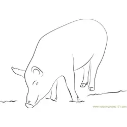 Mudchute Farm Pig Free Coloring Page for Kids
